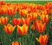 Фото в Домашние животные Растения Принимаются заявки на тюльпаны к 8 Марта!Цветки в Перми 30