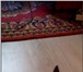 Фото в Домашние животные Отдам даром Отдам в добрые руки трех игривых котят от в Рязани 0