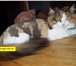 Фотография в Домашние животные Услуги для животных Стрижки кошек без наркоза - сибирских, британских, в Рязани 1 000
