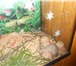 Foto в Домашние животные Грызуны Окрас песочный, возраст 20 дней, есть девочки в Покрове 250
