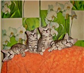 Британские короткошерстные котята 1750971 Британская короткошерстная фото в Улан-Удэ