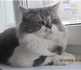 Изображение в Домашние животные Вязка Шотландский кот хайленд(длинношёрстный) страйт в Тюмени 1 500