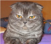 Foto в Домашние животные Вязка Кот породы скоттиш-фолд приглашает кошечку в Дзержинске 1 300