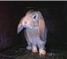 Фотография в Домашние животные Другие животные Кролики великан Фландр и фр. баран.Продажа в Самаре 1 000