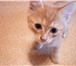 Фото в Домашние животные Отдам даром Хорошенькие пушистые котята возраст 2 месяца в Новосибирске 0