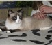 Фото в Домашние животные Вязка Симпатичная кошечка ищет кота (примерно такой в Йошкар-Оле 500