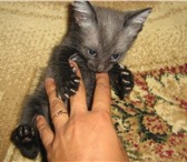 В хорошие руки отдаются котята(№Icq 351295051 Алиса), к лотку приучены, окрас темно серый, немно 69069  фото в Челябинске