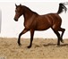 Изображение в Домашние животные Другие животные лошадь на продажу, арабская кобыла БИРМА в Краснодаре 100 000