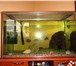 Foto в Домашние животные Товары для животных Продам аквариум 300+ литров, все необходимые в Красноярске 17 000