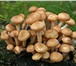 Фотография в Домашние животные Растения Высокоурожайная грибница (зерновой мицелий) в Астрахани 1 850