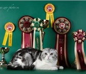 Изображение в Домашние животные Вязка Питомник шотландских кошек Fiery Crystal в Москве 6 000