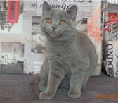 Британский котик 3 мес,   голубого окраса из п-ка Silver Blossom, 2612747 Британская короткошерстная фото в Москве