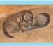 Изображение в Домашние животные Приму в дар замечательный мальчик-щенок, возраст 1,5 в Барнауле 10