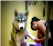 Фото в Домашние животные Стрижка собак В салоне красоты для животных "Арден" вы в Курске 0