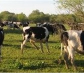 Foto в Домашние животные Другие животные Продаем племенных быков черно-пестрой породы! в Чебоксарах 105