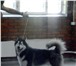 Фото в Домашние животные Вязка Кабель породы Сибирский хаски. Чёрно-белый, в Самаре 10 000