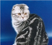 Изображение в Домашние животные Вязка Шикарный шотландский котик скотиш-фолд приглашает в Тюмени 0