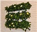 Изображение в Домашние животные Растения Новинка для вертикального озеленения от компании в Москве 2 900