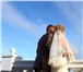 Фото в Одежда и обувь Женская одежда Продам свадебное платье размер 44-46. Возможен в Красноярске 23 000