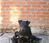 Продаются щенки немецкого Ягдтерьера 961126 Ягд-терьер фото в Ростове-на-Дону