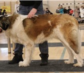 Foto в Домашние животные Вязка собак кобель на вязку.Очень крупный, массивный, в Пензе 0
