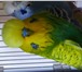 Foto в Домашние животные Птички Продаются выставочные волнистые попугаи от в Таганроге 5 000