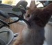 Фото в Домашние животные Найденные Наглая рыжая морда ИЩЕТ ХОЗЯЕВ!Котёнка покинули в Череповецке 0