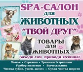 Изображение в Домашние животные Стрижка собак салон для животных предлагает уход за Вашими в Калуге 900