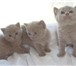 Изображение в Домашние животные Другие животные Продаются Шотландские котята лилового окраса, в Пушкино 0