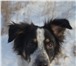 Foto в Домашние животные Отдам даром Джонни продолжает искать хозяев или передержку, в Красноярске 50