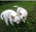 Продаются щенки китайской хохлатой собаки, Девочка( пуховая 4 месяца) и мальчик( голый 2месяц 67621  фото в Волгореченск