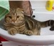 Изображение в Домашние животные Вязка очаровательный молодой котик приглашает к в Самаре 0