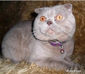 Фотография в Домашние животные Вязка Шотландский вислоухий кот готов к вязке с в Таганроге 1 000