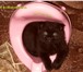 Фотография в Домашние животные Вязка черный кот 1,5 лет приглашает кошку любой в Рязани 500
