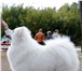 Фото в Домашние животные Вязка собак Antey Loudestar Rey ( Антей Свет Полярной в Самаре 25 000