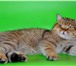 Foto в Домашние животные Вязка Молодой, клубный темпераментный котик приглашает в Балашихе 4 500