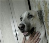 Фотография в Домашние животные Вязка собак ищем девочку алабая для продолжения рода в Абакане 0