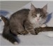 Продам котят породы Норвежская Лесная 157482  фото в Новосибирске