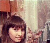 Фотография в Домашние животные Вязка Ищем кошечку для вязки Канадского Сфинкса, в Барнауле 0