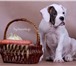 Предлагаем щенков американского бульдога, возраст 3 месяца, Щенки привиты, клеймены, имеется вет 66516  фото в Сыктывкаре