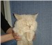 Foto в Домашние животные Вязка Молодой, энергичный кот приглашает кошечек в Воронеже 500