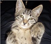 Отдам котенка-тигренка в хорошие руки даром 175092  фото в Йошкар-Оле