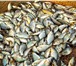 Фотография в Домашние животные Рыбки РЕАЛИЗУЕТСЯ РЫБОПОСАДОНЫЙ МАТЕРИАЛ КАРПА, в Москве 150