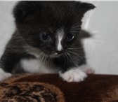 Изображение в Домашние животные Отдам даром Отдам симпатичного котенка в хорошие руки в Петрозаводске 0