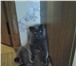 Изображение в Домашние животные Услуги для животных Отличный шотландский кот (вислоухий) - приглашает в Новороссийске 0