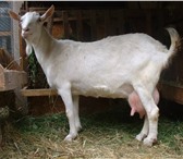 Фото в Домашние животные Другие животные Продам дойных коз зааненской породы, тел в Томске 6 000