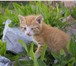 Изображение в Домашние животные Отдам даром я котёнок, хвост пушистыйя умею бегать быстроя в Улан-Удэ 0