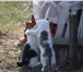 Foto в Домашние животные Отдам даром Спасаем кошачью семью: кошку-трехцветку-крысоловку в Белгороде 0