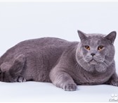 Фотография в Домашние животные Вязка Приглашает на вязку британский котик с отличной в Уфе 1 500
