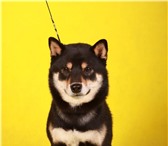 Изображение в Домашние животные Вязка собак Предлагается для вязки кобель сиба-ину, 2,5 в Москве 20 000